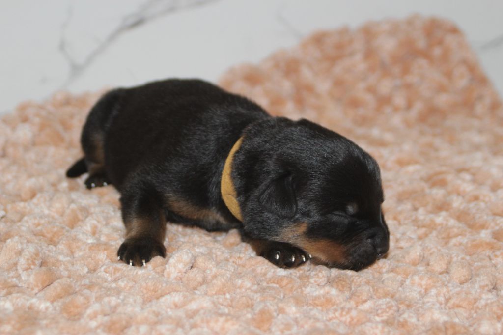Breeder Of Big Dog - Chiots disponibles - Rottweiler