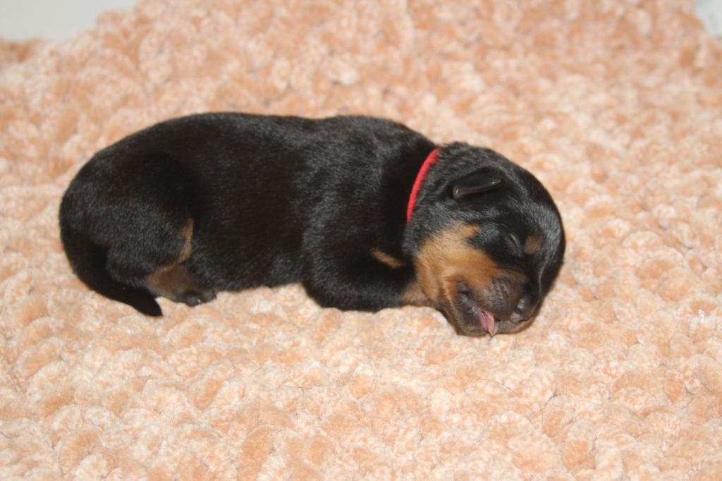 Breeder Of Big Dog - Chiots disponibles - Rottweiler