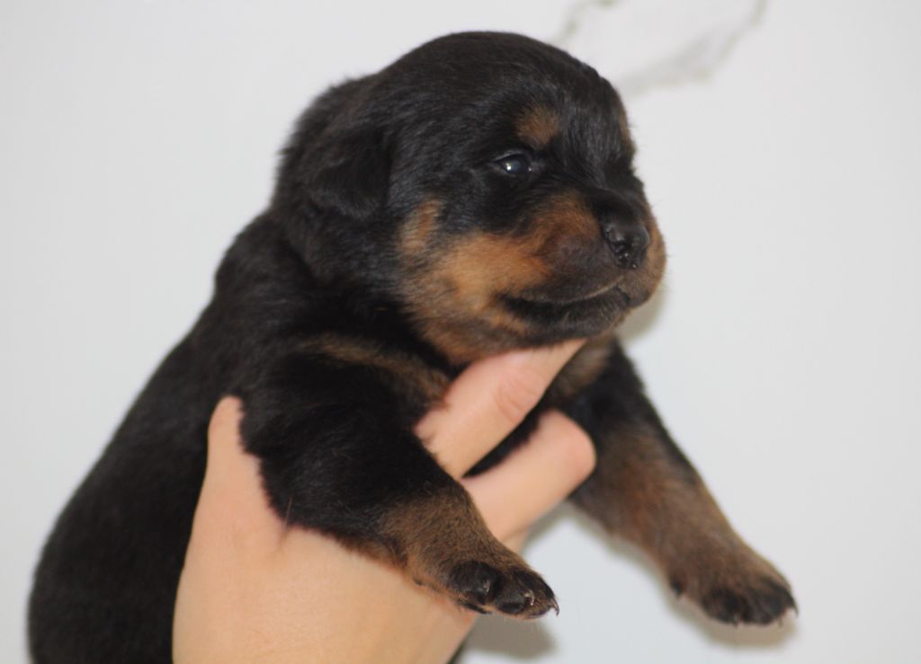 Breeder Of Big Dog - Chiots disponibles - Rottweiler