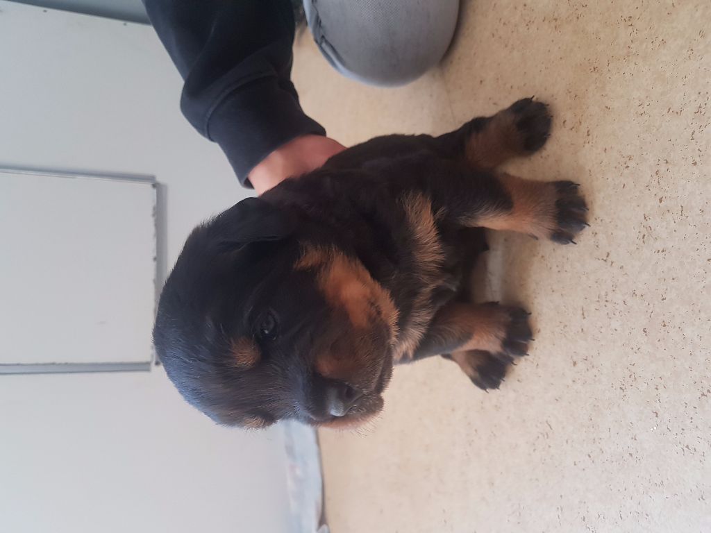 Breeder Of Big Dog - Rottweiler - Portée née le 15/01/2017