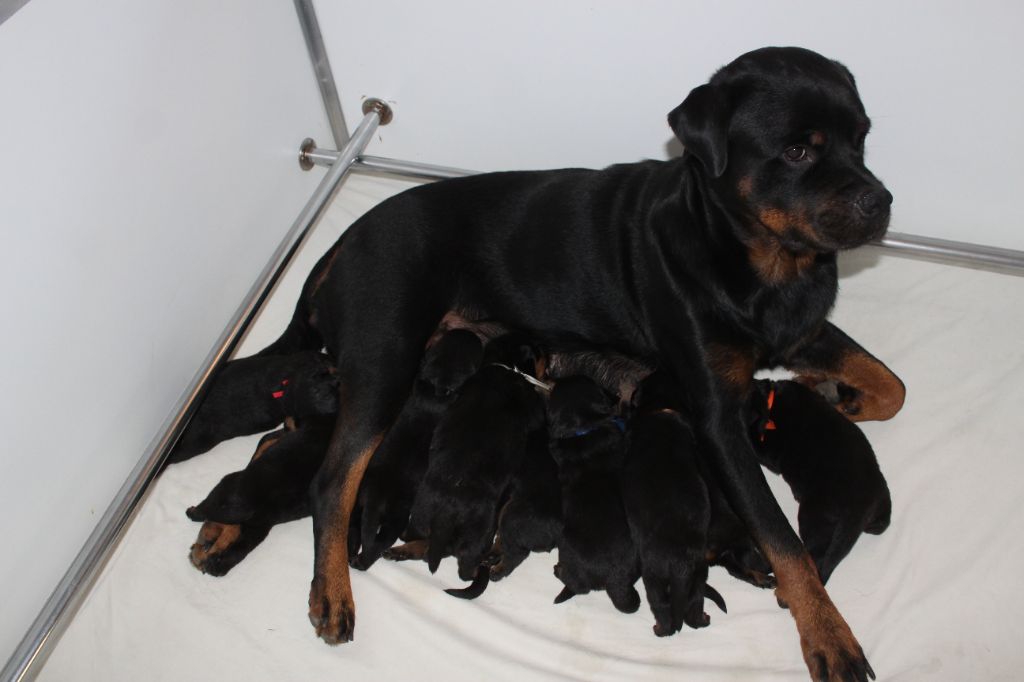Breeder Of Big Dog - Rottweiler - Portée née le 13/09/2023