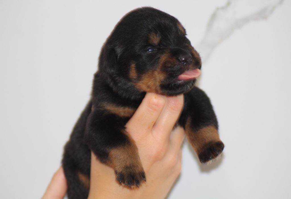 Breeder Of Big Dog - Chiots disponibles - Rottweiler