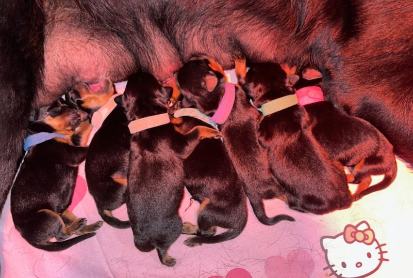 Breeder Of Big Dog - Rottweiler - Portée née le 21/10/2022