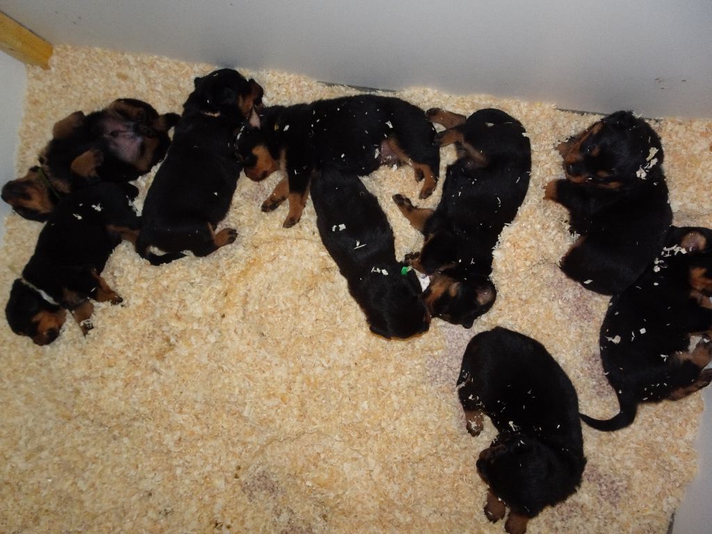 Breeder Of Big Dog - Rottweiler - Portée née le 11/04/2018