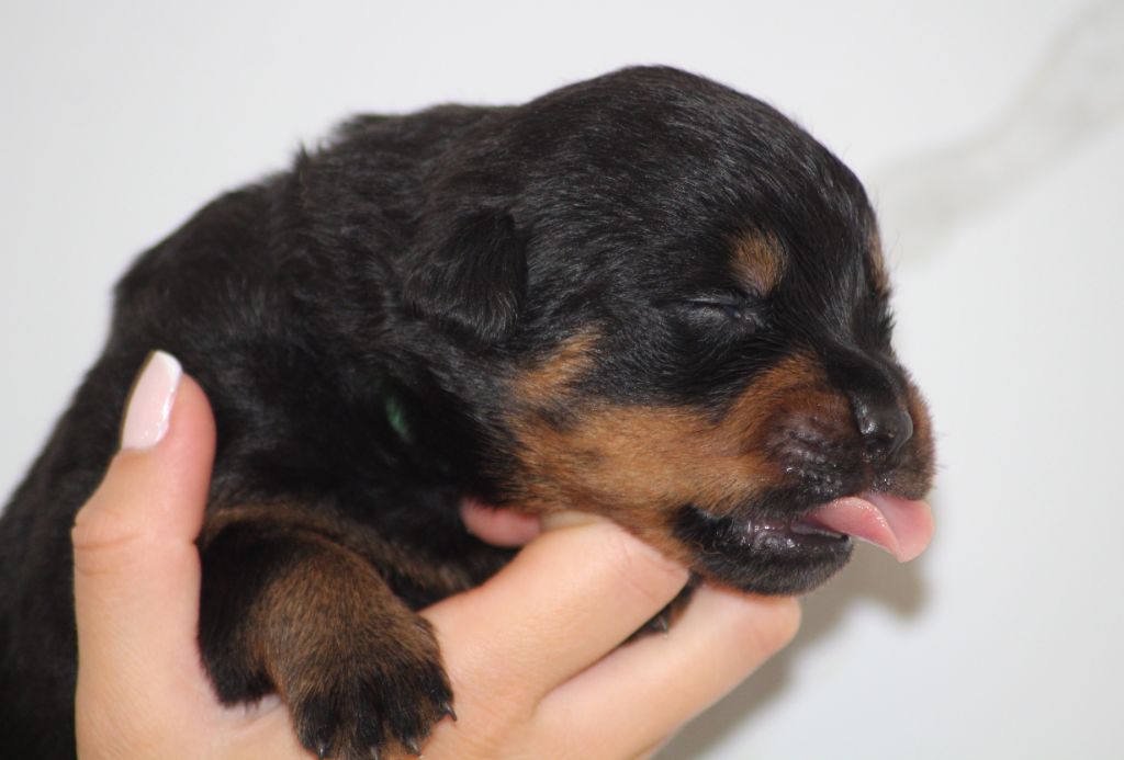 Breeder Of Big Dog - Chiots disponibles - Rottweiler