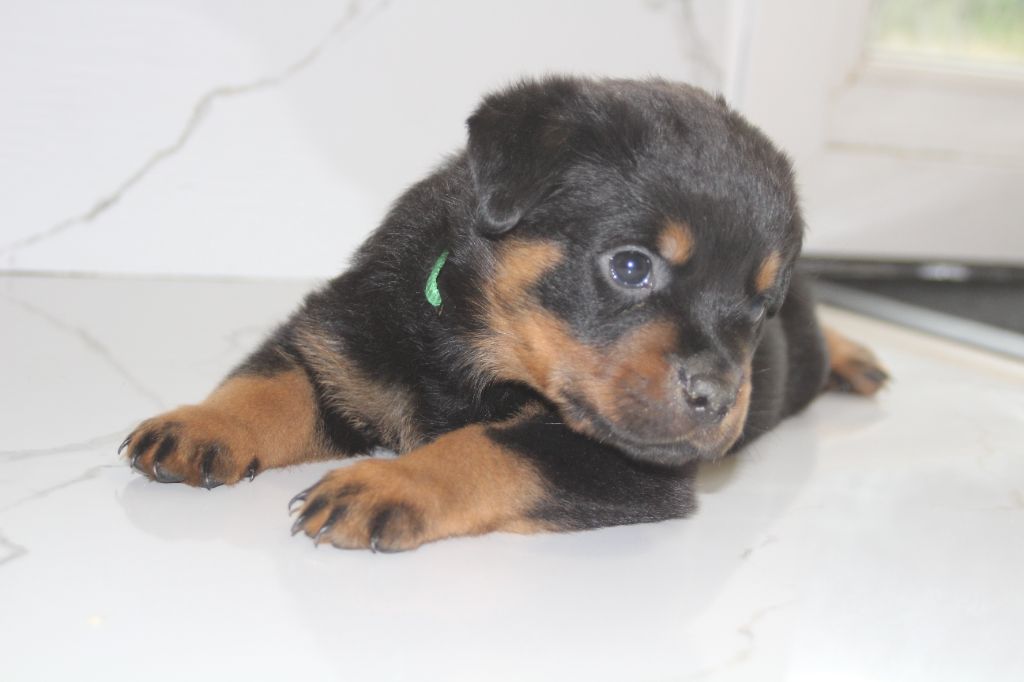 Breeder Of Big Dog - Chiots disponibles - Rottweiler