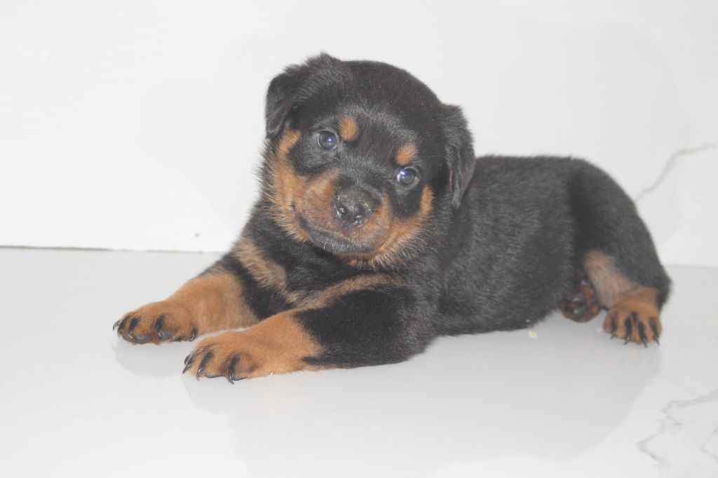 Breeder Of Big Dog - Chiots disponibles - Rottweiler