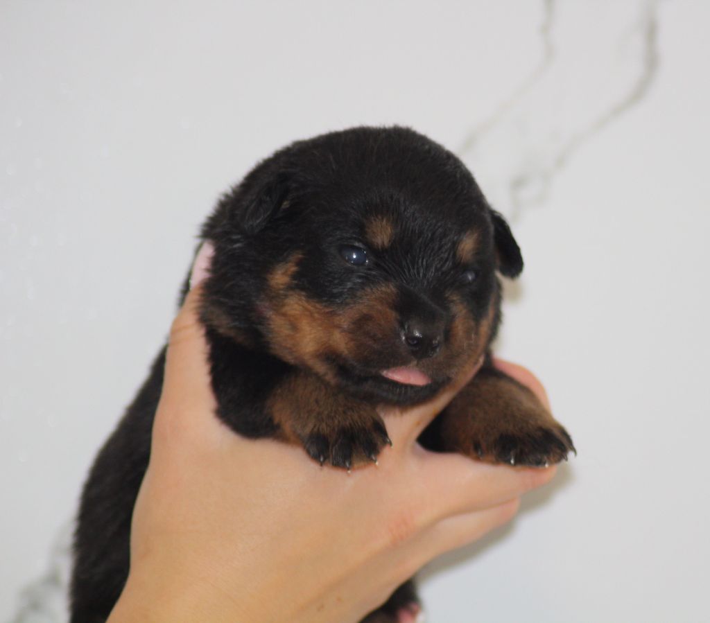 Breeder Of Big Dog - Chiots disponibles - Rottweiler
