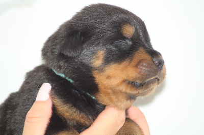 Chiot Collier Bleu ciel
