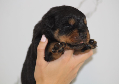 Chiot Collier Bleu 