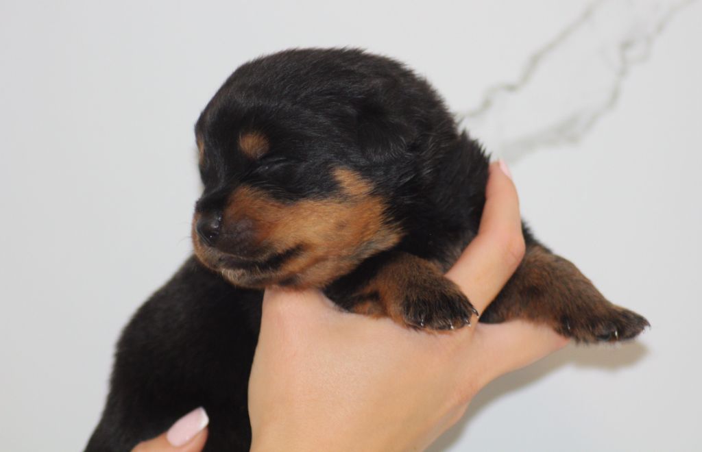 Breeder Of Big Dog - Chiots disponibles - Rottweiler