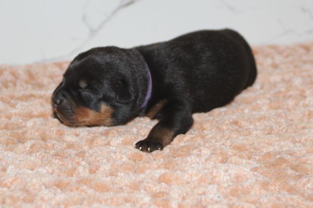 Breeder Of Big Dog - Chiots disponibles - Rottweiler