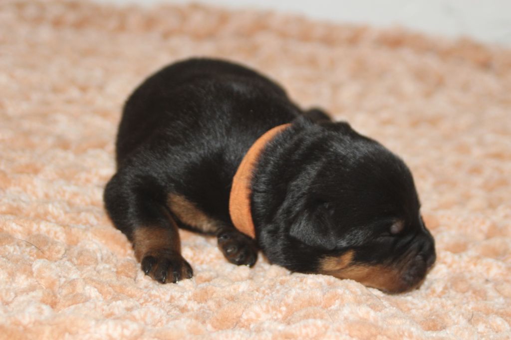 Breeder Of Big Dog - Chiots disponibles - Rottweiler