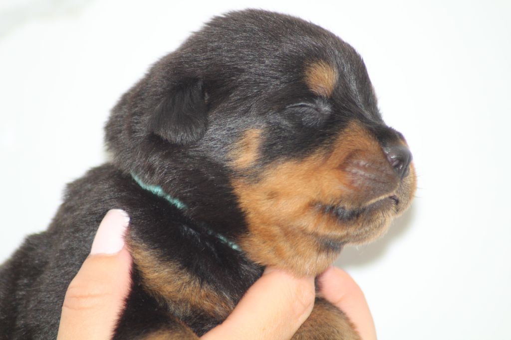 Breeder Of Big Dog - Chiots disponibles - Rottweiler