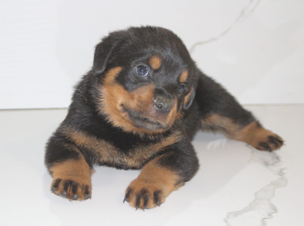 Breeder Of Big Dog - Chiots disponibles - Rottweiler