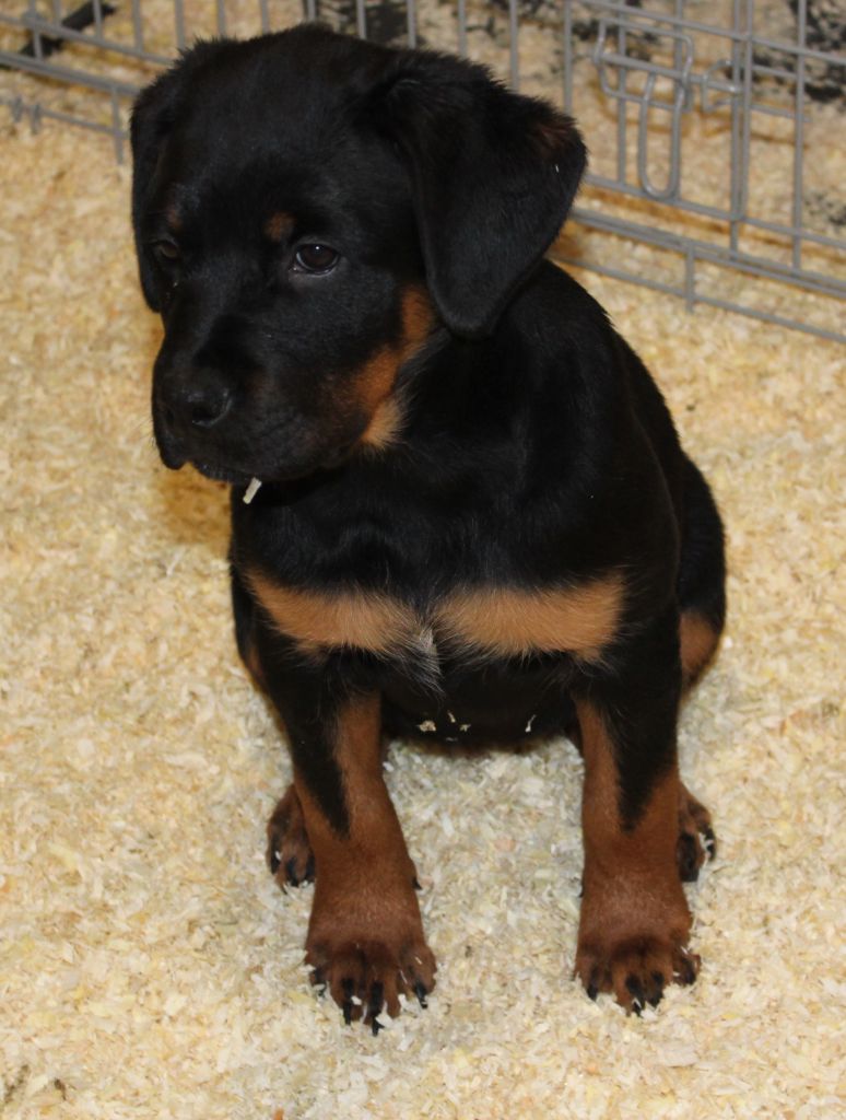 Breeder Of Big Dog - Rottweiler - Portée née le 15/09/2021