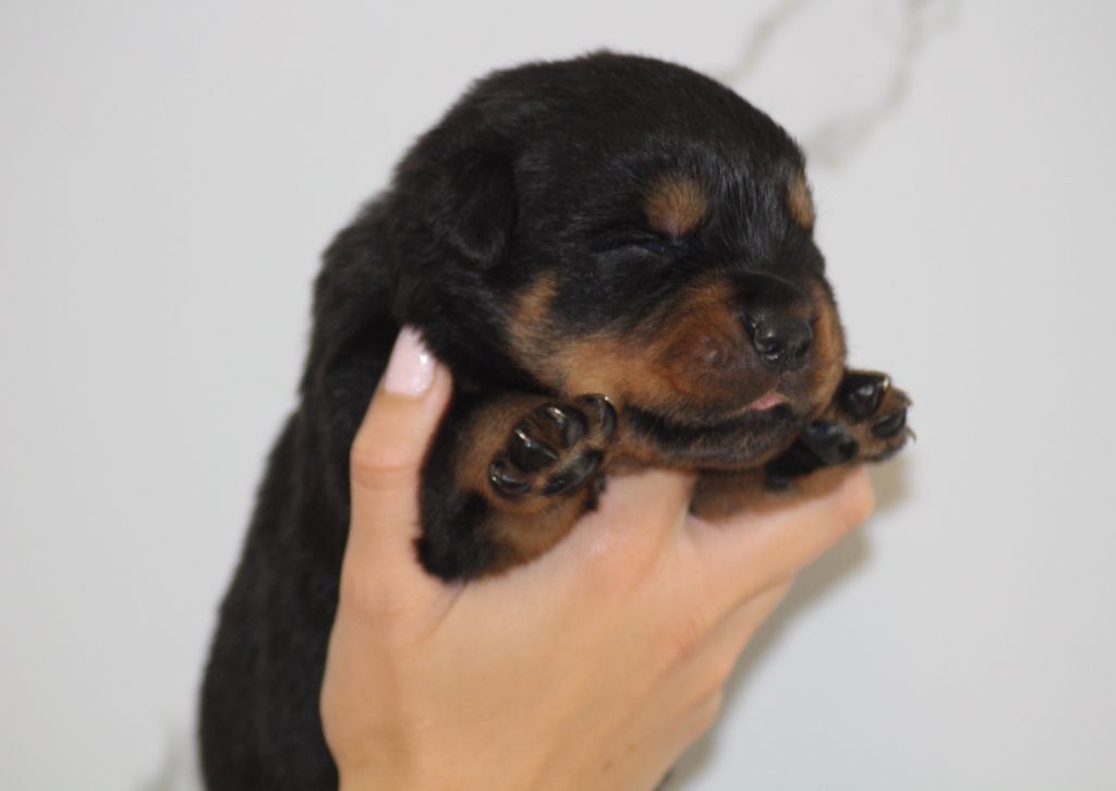 Breeder Of Big Dog - Chiots disponibles - Rottweiler