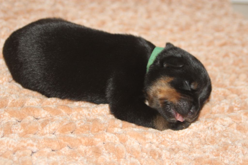 Breeder Of Big Dog - Chiots disponibles - Rottweiler